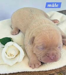 Frenchton 25/75 - Photo 8