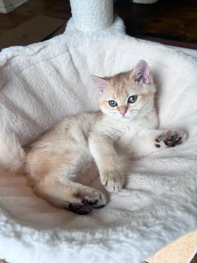 Rare British Shorthair Chocolate Golden Chinchilla Girl • TICA