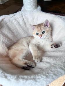 Rare British Shorthair Chocolate Golden Chinchilla Girl • TICA