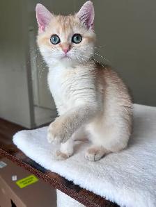 Rare British Shorthair Chocolate Golden Chinchilla Girl • TICA - Photo 2
