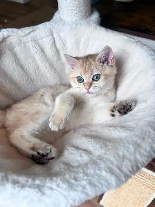 Rare British Shorthair Chocolate Golden Chinchilla Girl • TICA - Photo 4