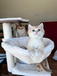 Rare British Shorthair Chocolate Golden Chinchilla Girl • TICA - Photo 6