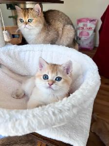 Rare British Shorthair Chocolate Golden Chinchilla Girl • TICA - Photo 7