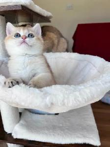 Rare British Shorthair Chocolate Golden Chinchilla Girl • TICA - Photo 8