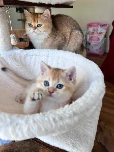 Rare British Shorthair Chocolate Golden Chinchilla Girl • TICA - Photo 9