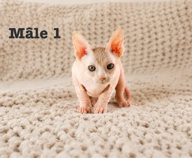 2 chatons sphynx vacciné
