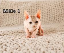 2 chatons sphynx vacciné