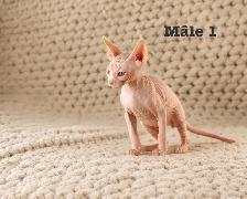 2 chatons sphynx vacciné - Photo 3