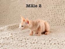 2 chatons sphynx vacciné - Photo 5