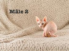 2 chatons sphynx vacciné - Photo 6