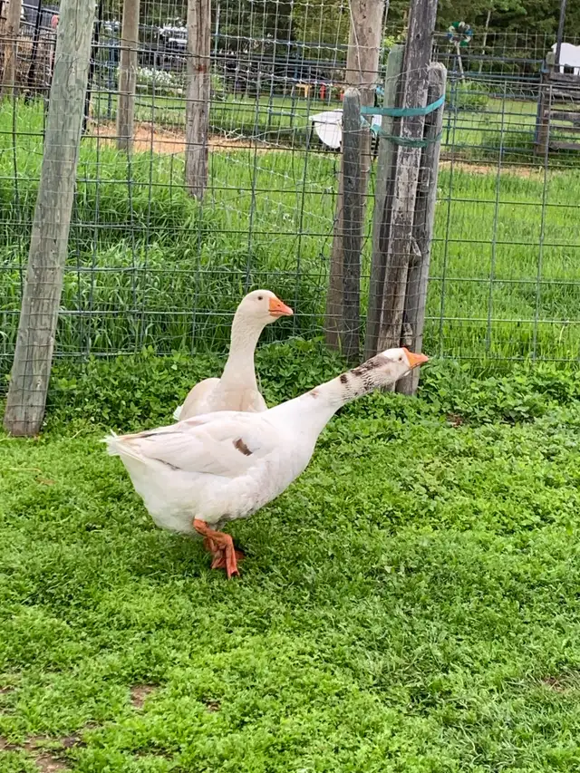geese pair