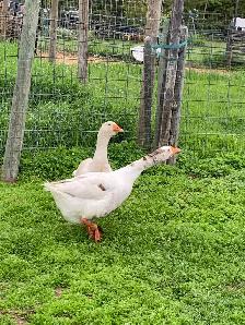 geese pair