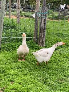 geese pair - Photo 2