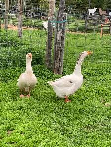 geese pair - Photo 3