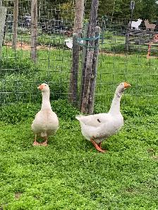 geese pair - Photo 4