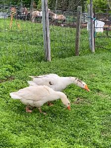 geese pair - Photo 5