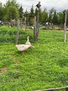 geese pair - Photo 6