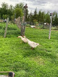 geese pair - Photo 7
