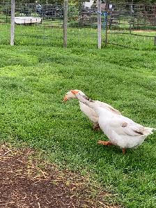 geese pair - Photo 8