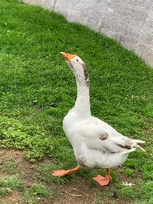 geese pair - Photo 9