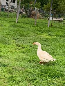 geese pair - Photo 10