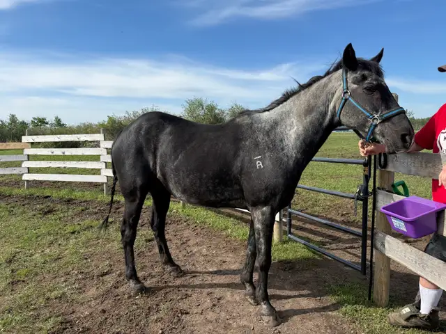 Thoroughbred gelding