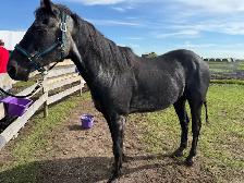 Thoroughbred gelding - Photo 2