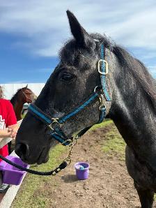 Thoroughbred gelding - Photo 3
