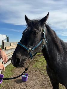 Thoroughbred gelding - Photo 4