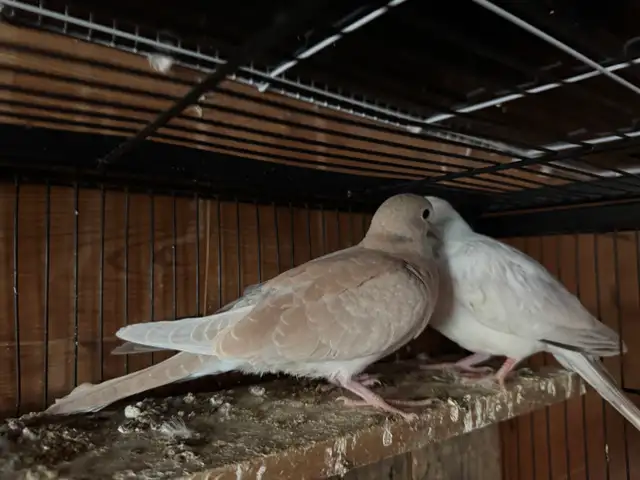 Beautiful Ring neck, Doves