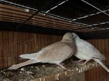 Beautiful Ring neck, Doves