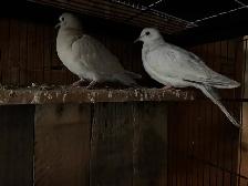 Beautiful Ring neck, Doves - Photo 2