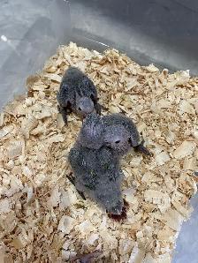 Conure babies for sale, (Green cheek)