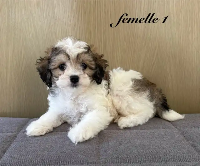 Magnifiques chiots Cockapoo (Cocker XCaniche)