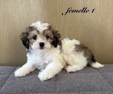 Magnifiques chiots Cockapoo (Cocker XCaniche)