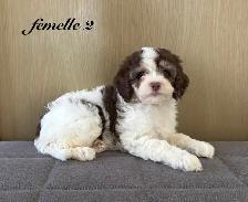 Magnifiques chiots Cockapoo (Cocker XCaniche) - Photo 2