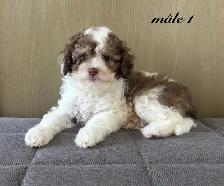 Magnifiques chiots Cockapoo (Cocker XCaniche) - Photo 3