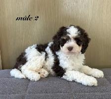 Magnifiques chiots Cockapoo (Cocker XCaniche) - Photo 4