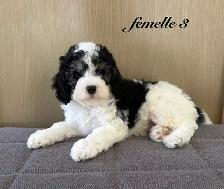 Magnifiques chiots Cockapoo (Cocker XCaniche) - Photo 5
