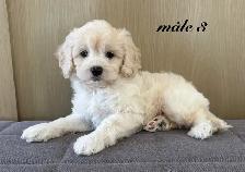 Magnifiques chiots Cockapoo (Cocker XCaniche) - Photo 6