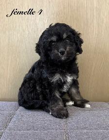 Magnifiques chiots Cockapoo (Cocker XCaniche) - Photo 7