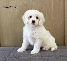 Magnifiques chiots Cockapoo (Cocker XCaniche) - Photo 8