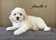 Magnifiques chiots Cockapoo (Cocker XCaniche) - Photo 9