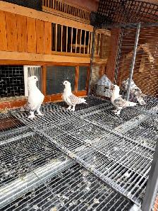 Pigeons for sale