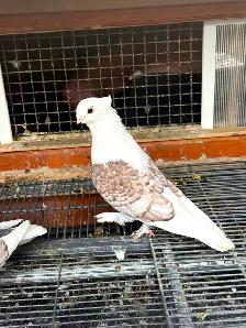 Pigeons for sale - Photo 2