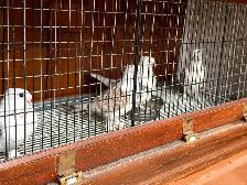 Pigeons for sale - Photo 3