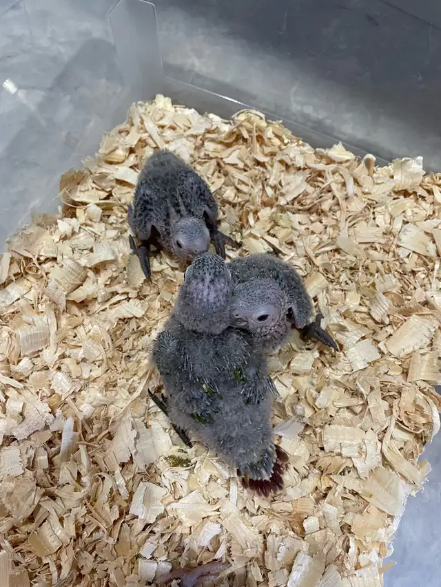 Conure babies for sale, (Green cheek)