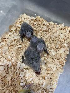 Conure babies for sale, (Green cheek) - Photo 2