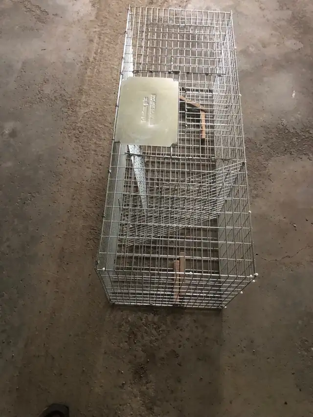magpie trap