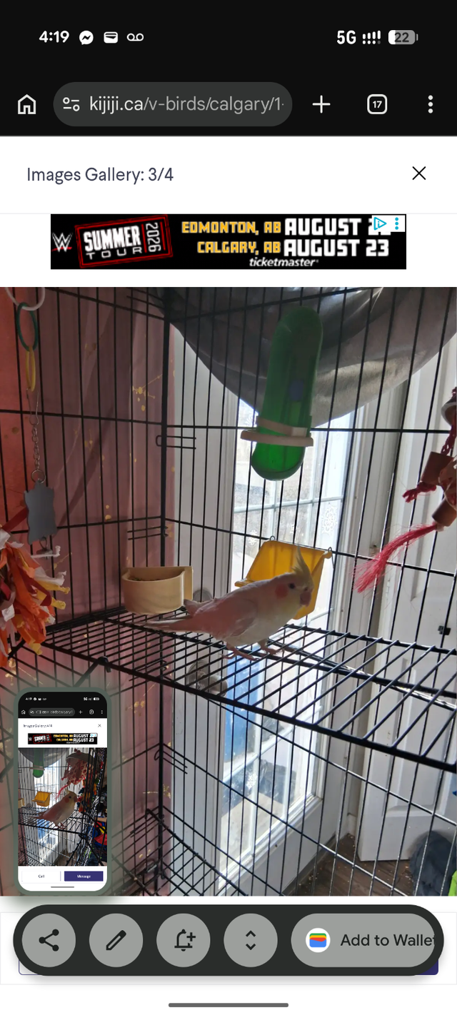 Sweet Cockatiel for rehoming